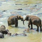 Discover the Best Beaches in Sri Lanka: A Tropical Paradise Awaiting Your Visit