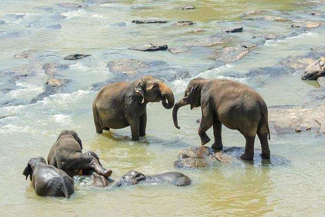 Discover the Best Beaches in Sri Lanka: A Tropical Paradise Awaiting Your Visit
